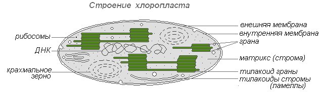 Строение хлоропласта рисунок