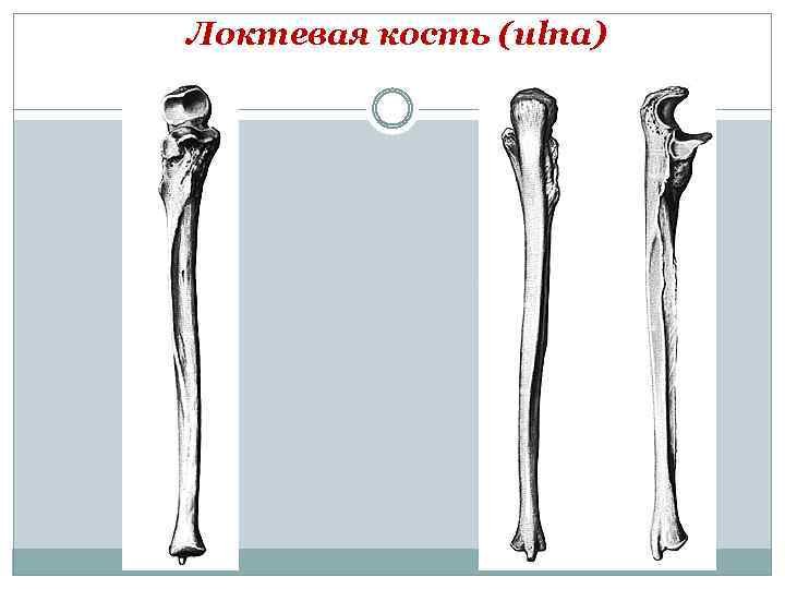 Локтевая кость гребень супинатора