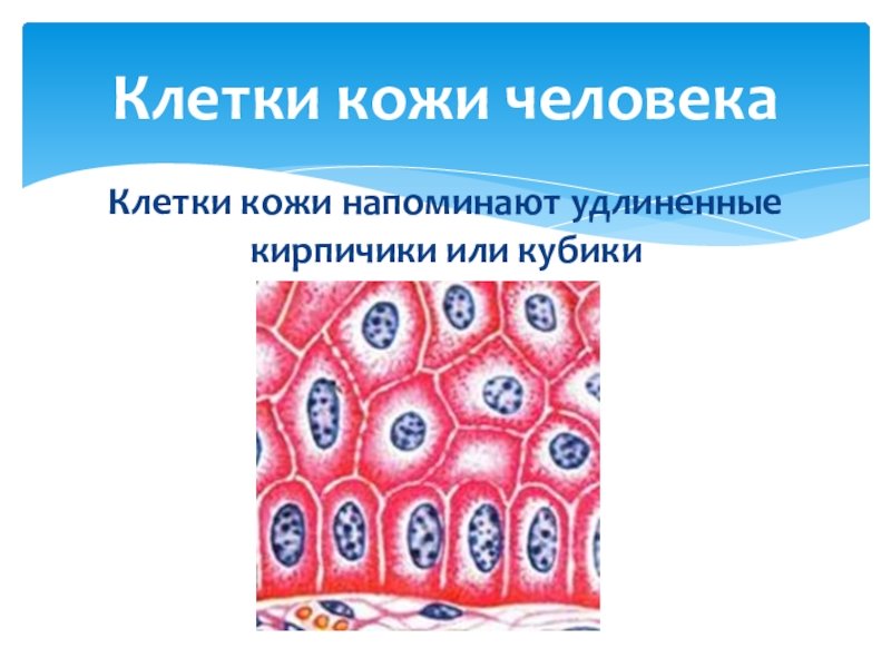 Клетка кожи человека рисунок