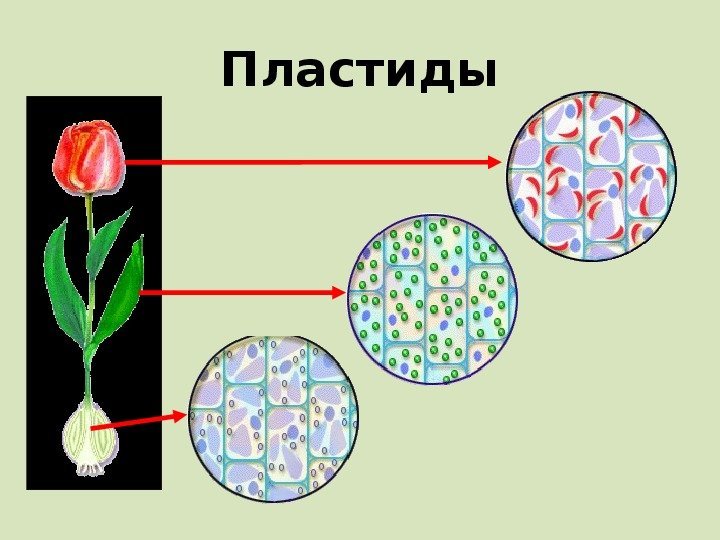 Бесцветные пластиды