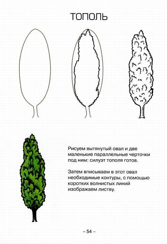Тополь нарисовать ребенку