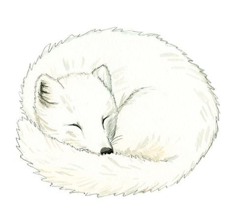 Песец рисунок