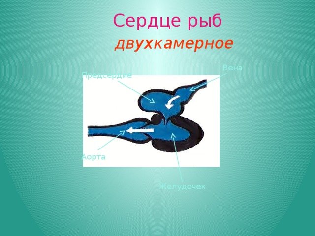 Двухкамерное сердце у рыб