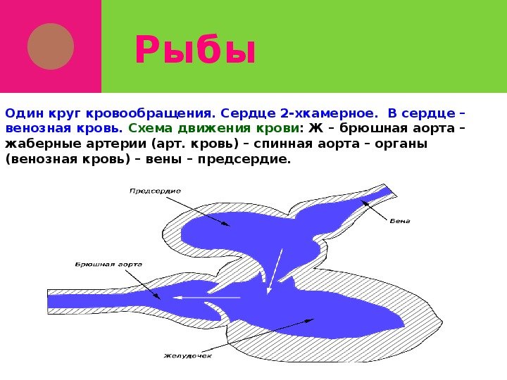 Строение сердца рыбы