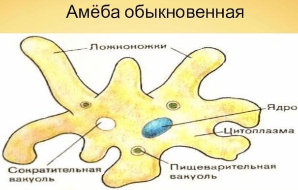Строение амебы обыкновенной