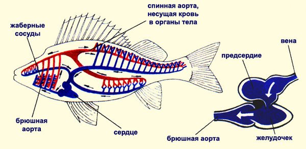 Кровеносная система речного окуня