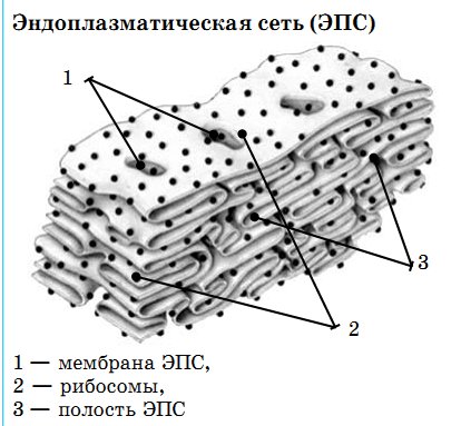Шероховатая ЭПС строение