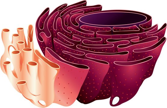 Эндоплазматическая сеть 3д