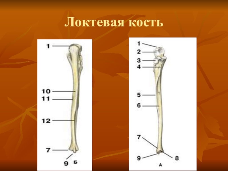 Головка локтевой кости анатомия
