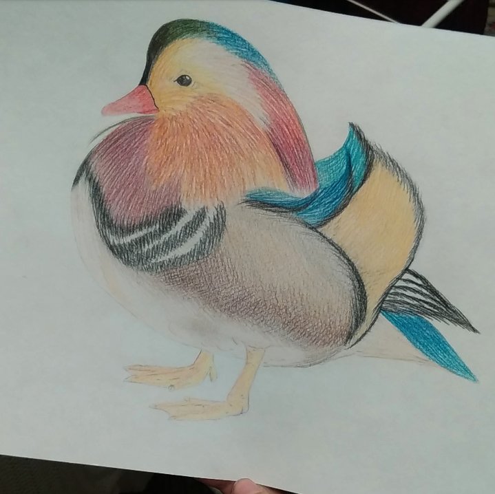 Мандаринка птица нарисовать