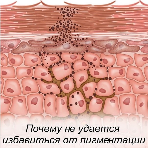 Клетка кожи