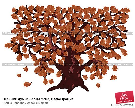 Дерево дуб для детей