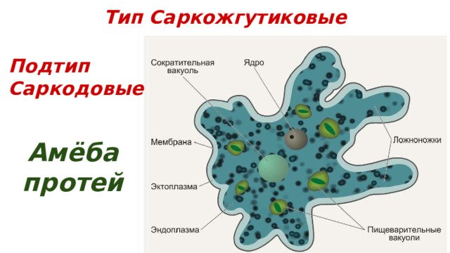 Строение амебы Протей