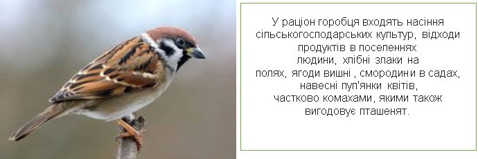 Изображение воробья для детей