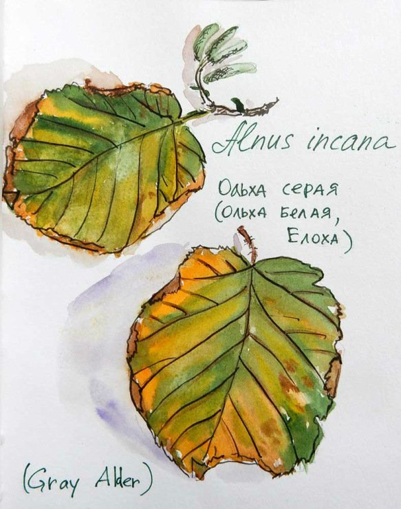 Лист ольхи нарисовать