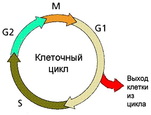 Фазы клеточного цикла схема