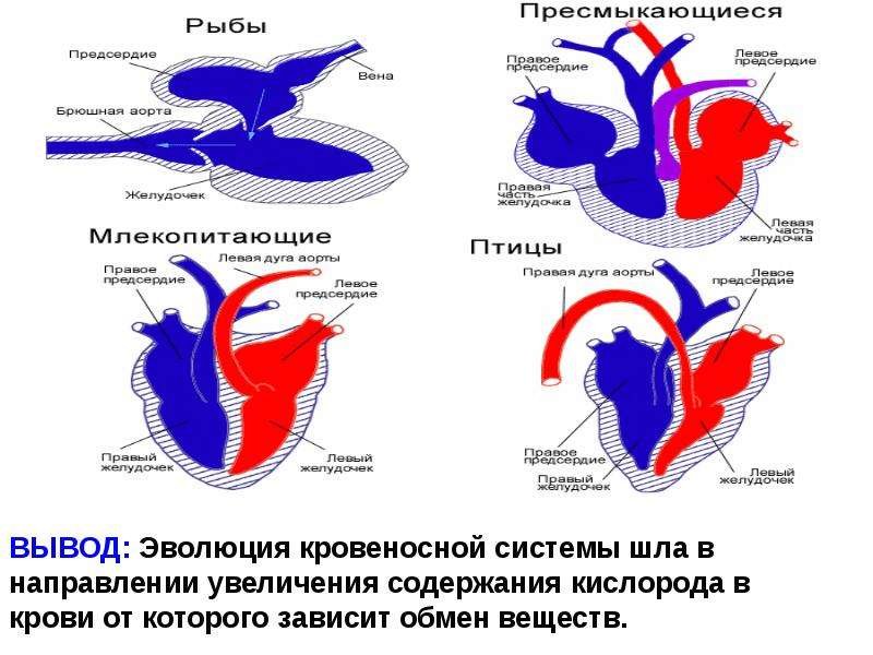 Строение сердца рыбы рисунок