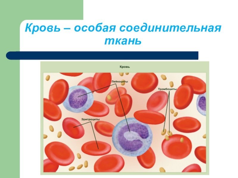 Кровь и лимфа соединительная ткань