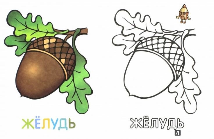 Желудь шаблон