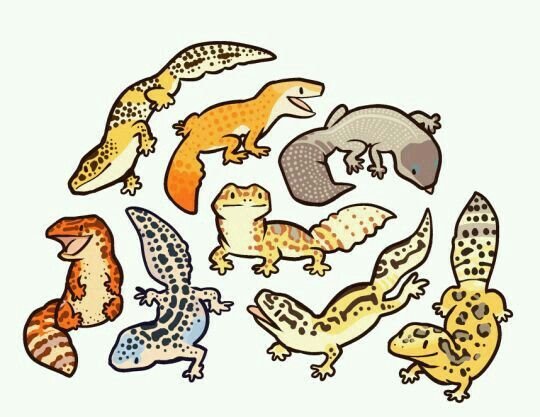 Чиби эублефар