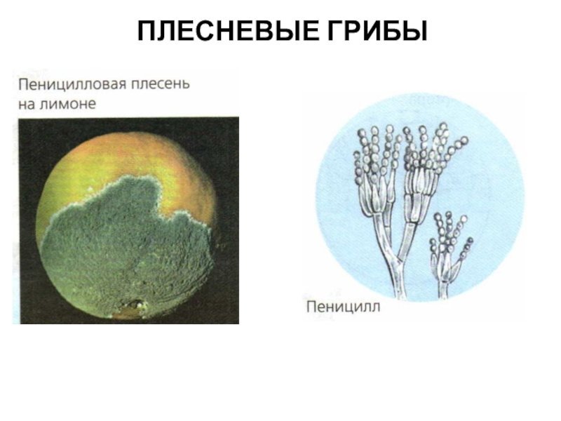 Грибница гриба пеницилл