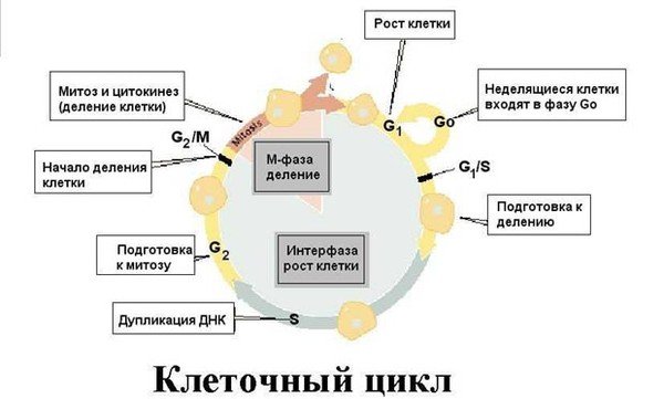 Жизненный цикл клетки схема