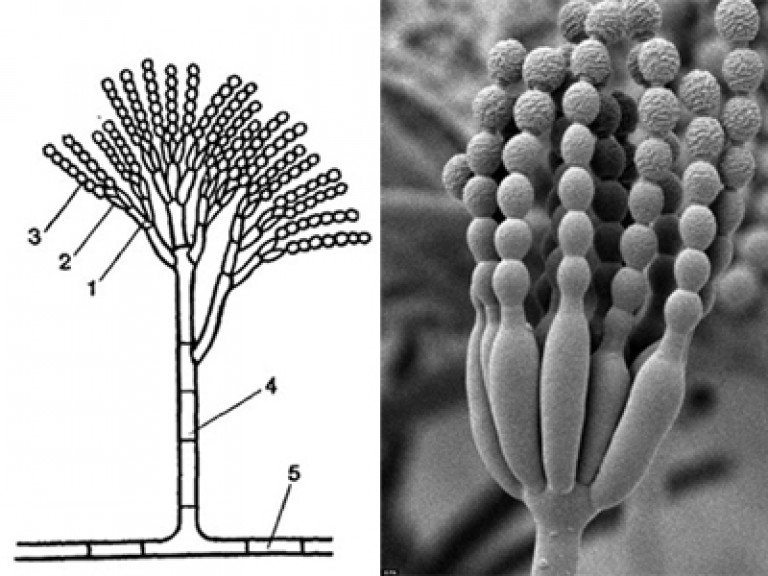 Penicillium конидии