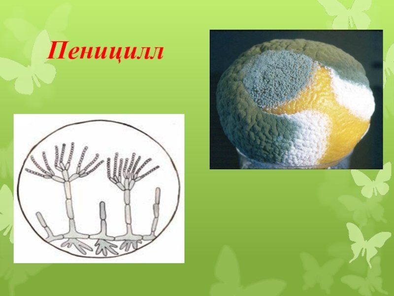 Строение плесневого гриба пеницилла