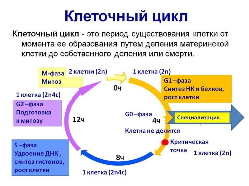 Фазы клеточного цикла схема