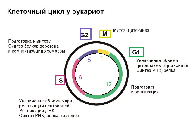 Схема стадии клеточного цикла