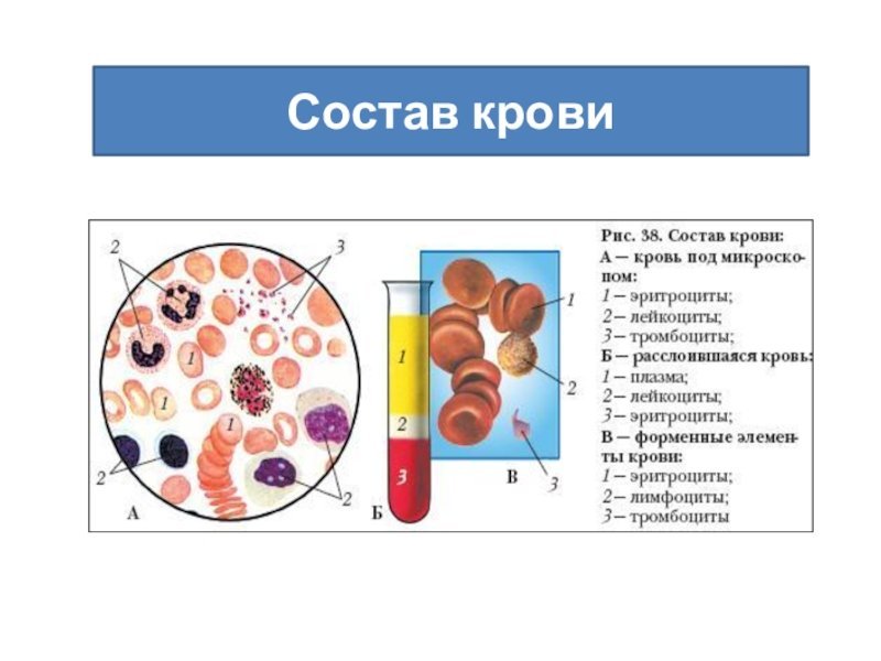 Рис 57 состав крови