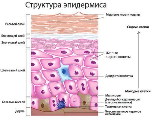 Клетки базального слоя эпидермиса