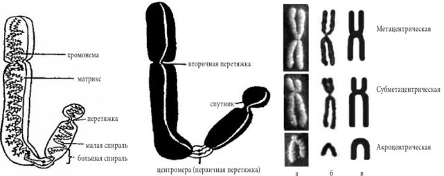 Хромосомы