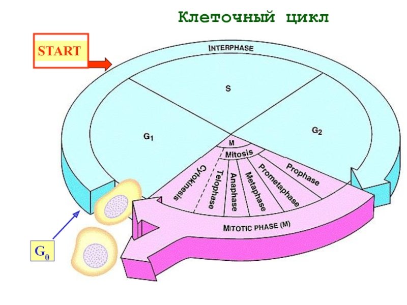 Схема клеточного цикла
