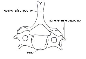 Шестой шейный позвонок рисунок