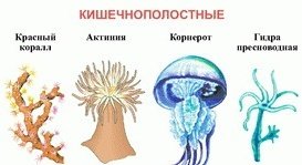 Значение кишечнополостных в природе и в жизни человека