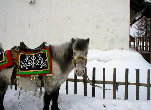 Якутская лошадь