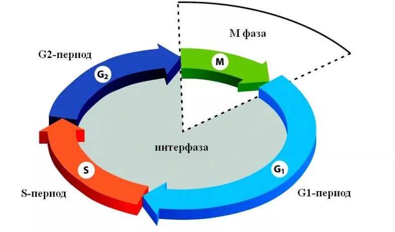 Фазы клеточного цикла схема