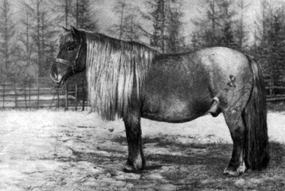 Нарисованная Якутская лошадь