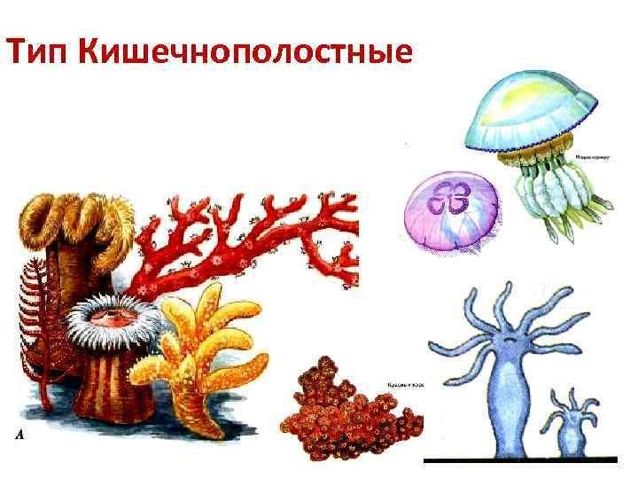 Представитель кишечнополостных рисунок