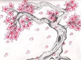 Сакура рисунок карандашом