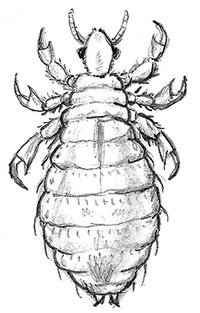 Головная вошь (Pediculus humanus capitis)
