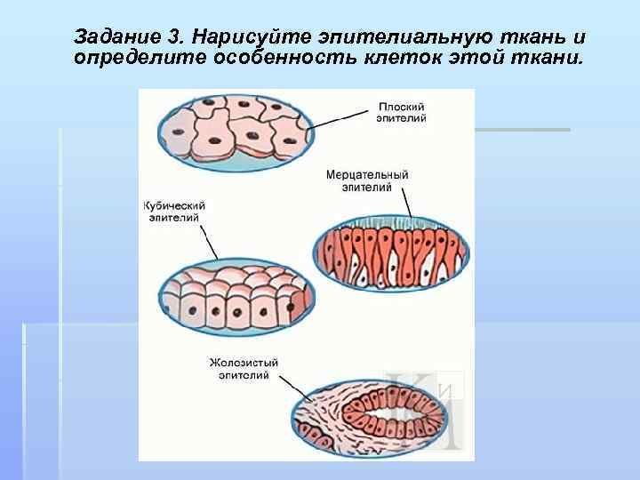 Эпителиальная клетка