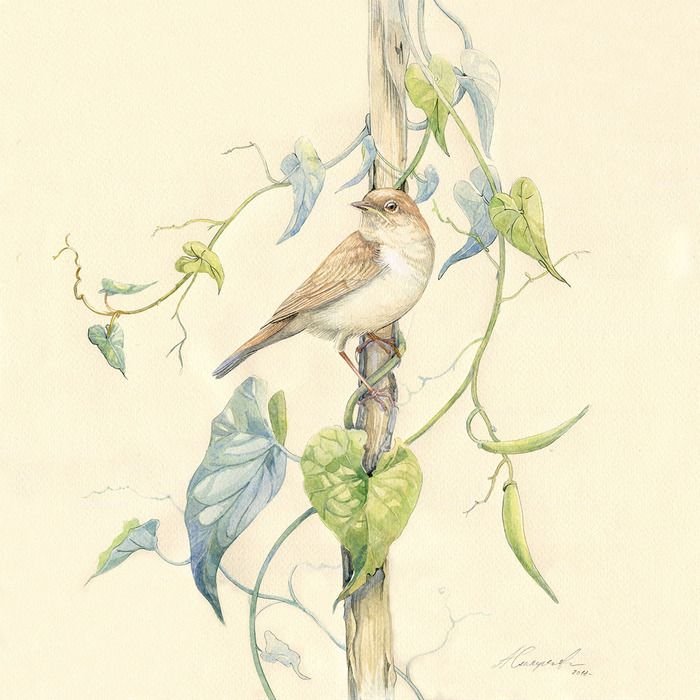 Соловей иллюстрация