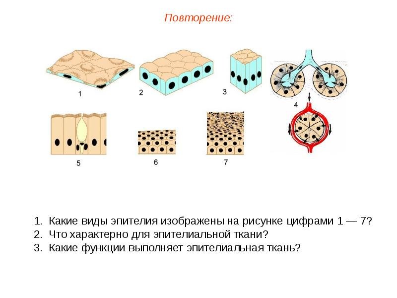 Типы эпителиальной ткани