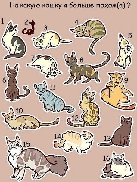 Котик рисунок