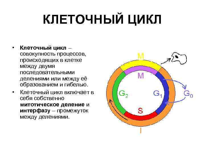 Периоды клеточного цикла схема