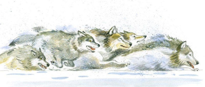 Белый клык иллюстрации к книге