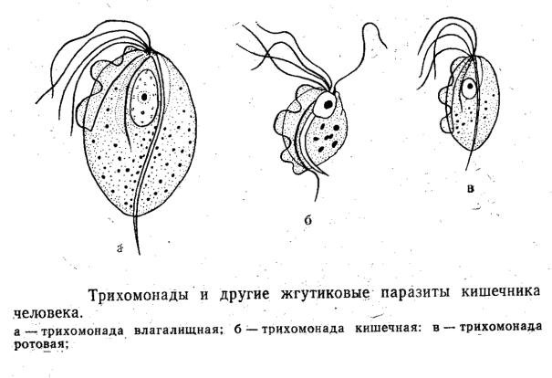 Схема строения трихомонады