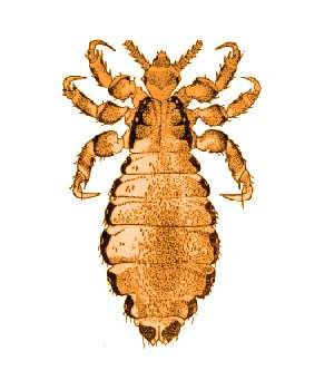 Платяная вошь самка и самец рисунок